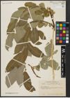 Foto von Salix aegyptiaca L.